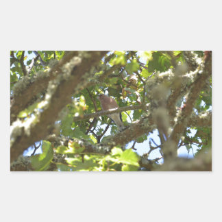 Chaffinch Rechteckiger Aufkleber