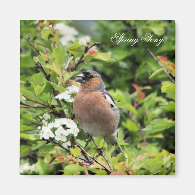 CHAFFINING MAGNET (Vorne)