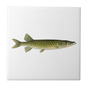Chain Pickerel Illustration Fliese