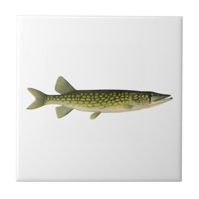 Chain Pickerel Illustration Fliese (Vorderseite)