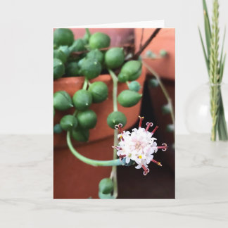 Chaîne de cartes de voeux succulentes de perles