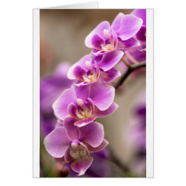 Chaîne de fleur rose-foncé d'orchidée de