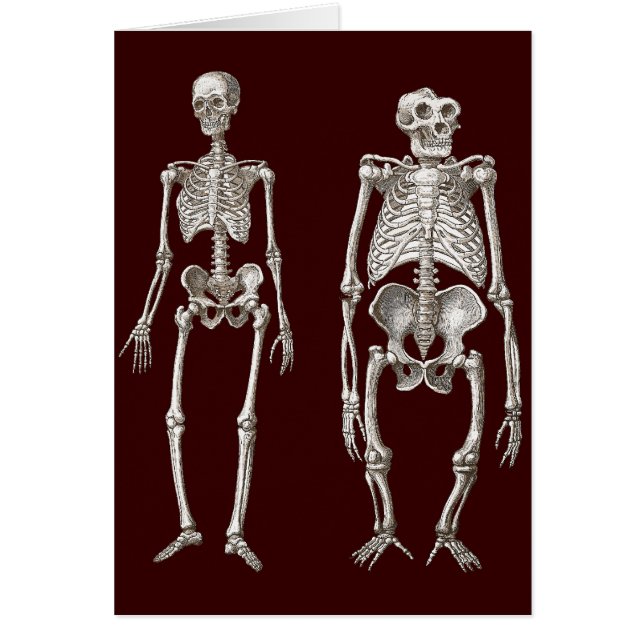 Chaînon manquant - squelettes de l'homme et de (Devant)