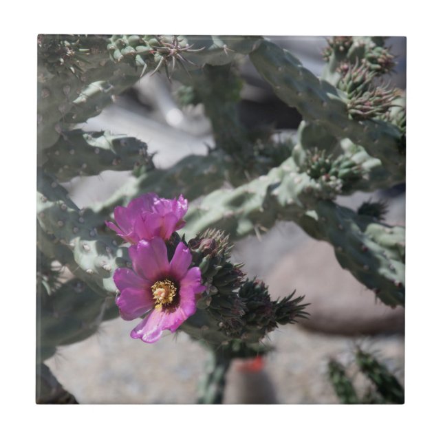 Challa Cactus in Blüte Fliese (Vorderseite)