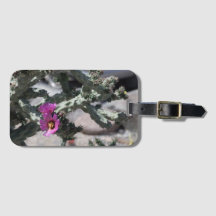 Challa Cactus in Blüte