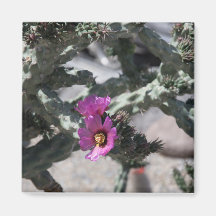 Challa Cactus in Blüte