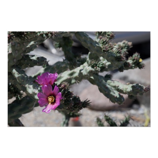 Challa Cactus in Blüte Poster (Vorderseite)