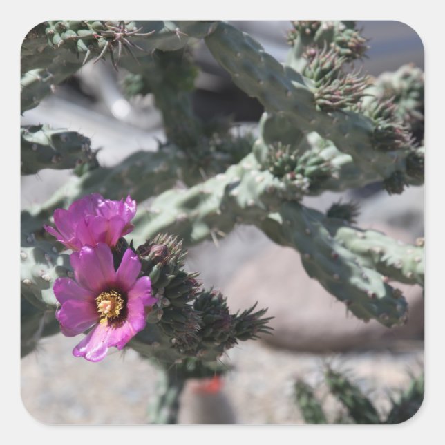 Challa Cactus in Blüte Quadratischer Aufkleber (Vorderseite)