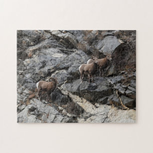 Challenging Bighorn Sheep Georgetown Colorado