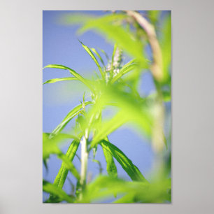 Chamaenerion angustifolium Fireweed Green Blätter Poster