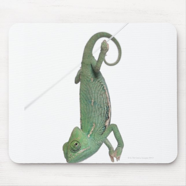 Chamäleon, Jungweide, Chamaeleo calyptratus Mousepad (Vorne)