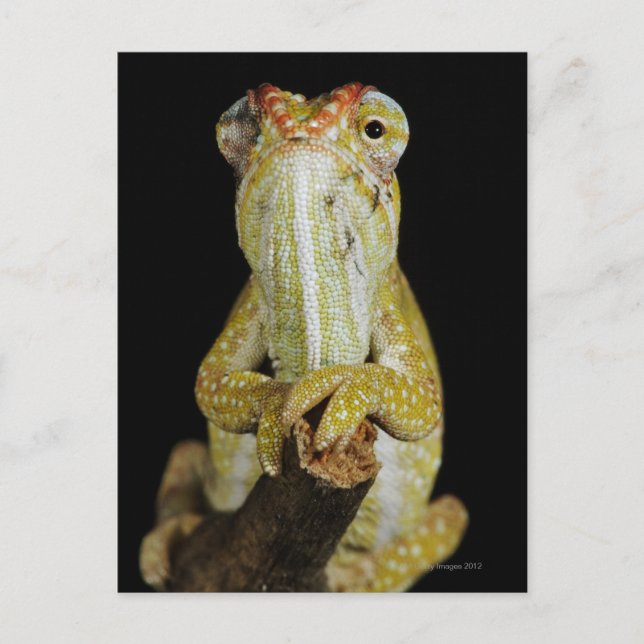 Chamäleon mit Juwelen oder Chamäleon von Campan Postkarte (Vorderseite)