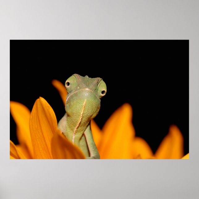 Chamäleon Poster (Vorne)