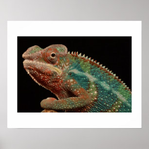 Chamäleon Poster