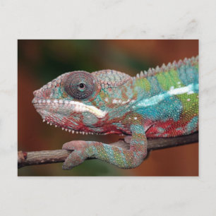 Chamäleon Postkarte