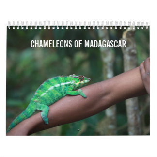 Chamäleone von Madagaskar-Kalender Kalender
