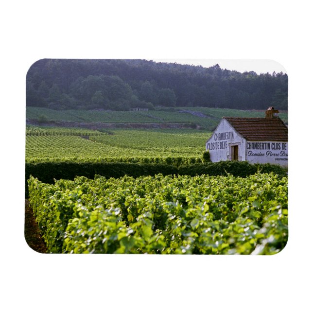 Chambertin Clos de Beze Grand Cru Weinberg Magnet (Horizontal)