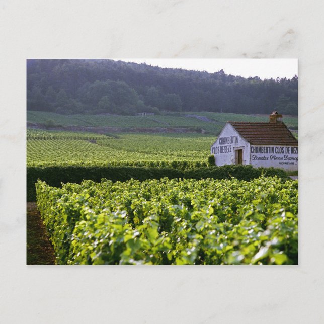 Chambertin Clos de Beze Grand Cru Weinberg Postkarte (Vorderseite)