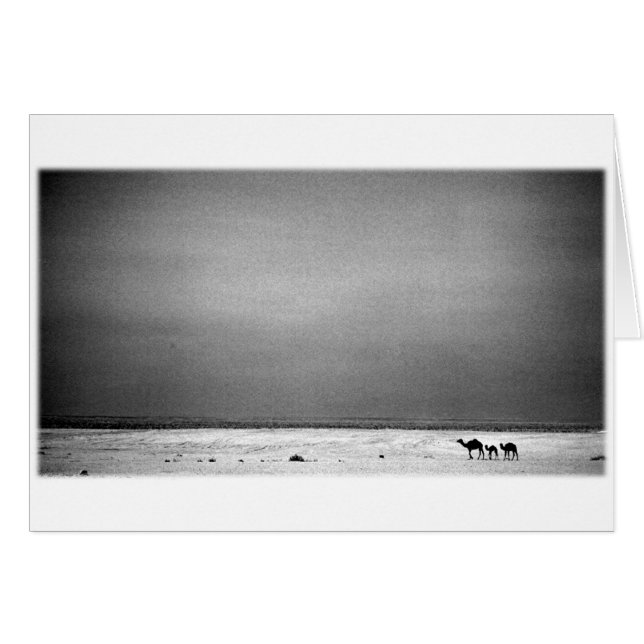 Chameaux dans le désert - Jordanie 1990 (Devant horizontal)