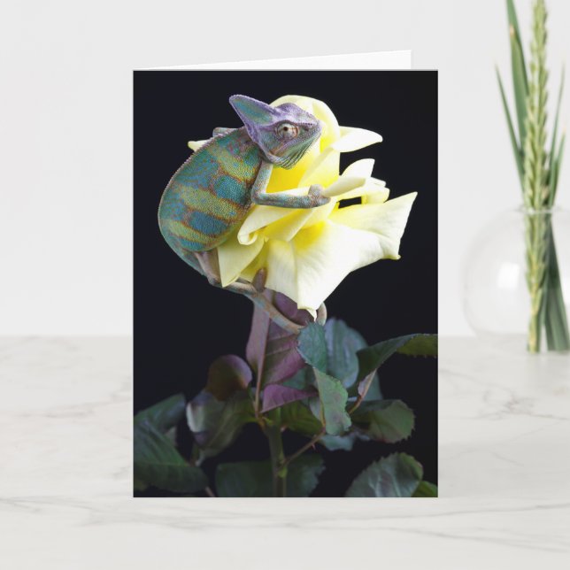 Chameleon auf der Gelben Rose Karte (Vorderseite)