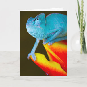 Chameleon auf einem roten und gelben Tulip Karte