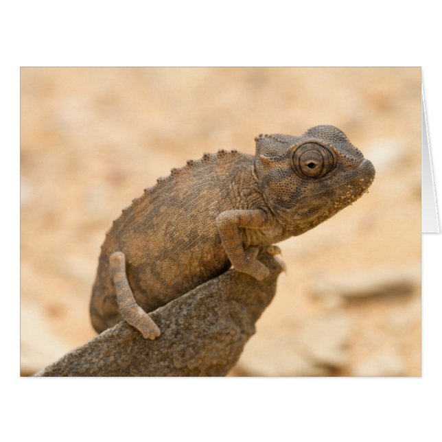 Chameleon en Namibie (Devant horizontal)