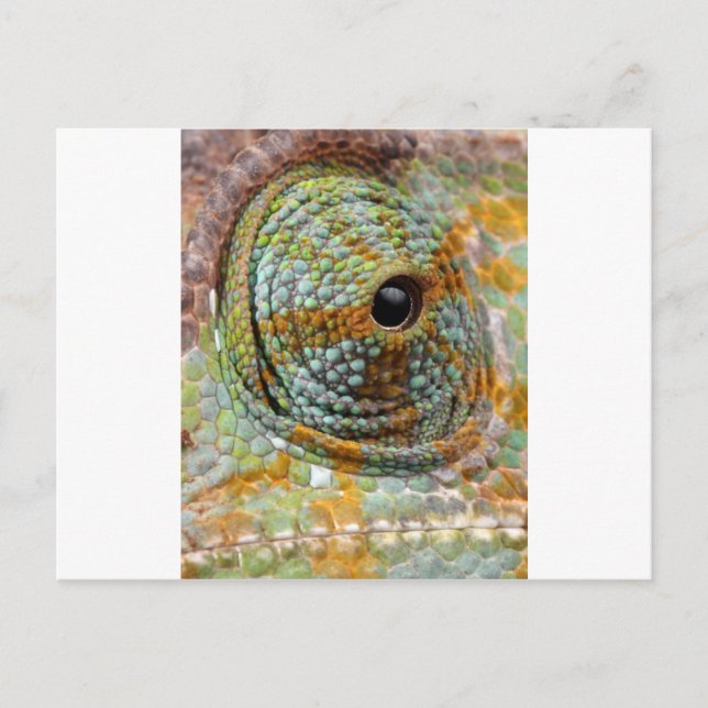 Chameleon Eye Mod Stylish Animal Postkarte (Vorderseite)