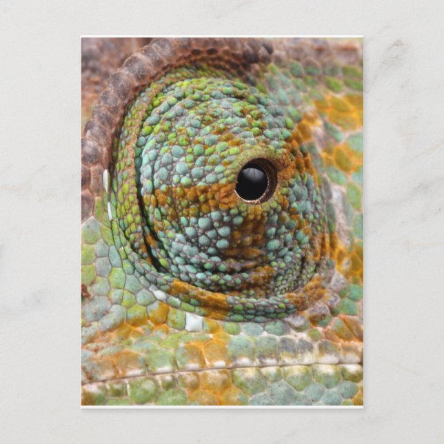 Chameleon Eye Mod Stylish Animal Postkarte (Vorderseite)