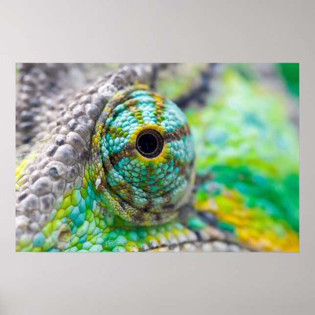 Chameleon eye poster (Vorne)
