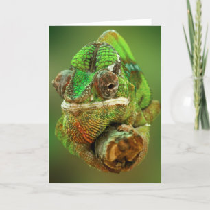 Chameleon-Foto Karte