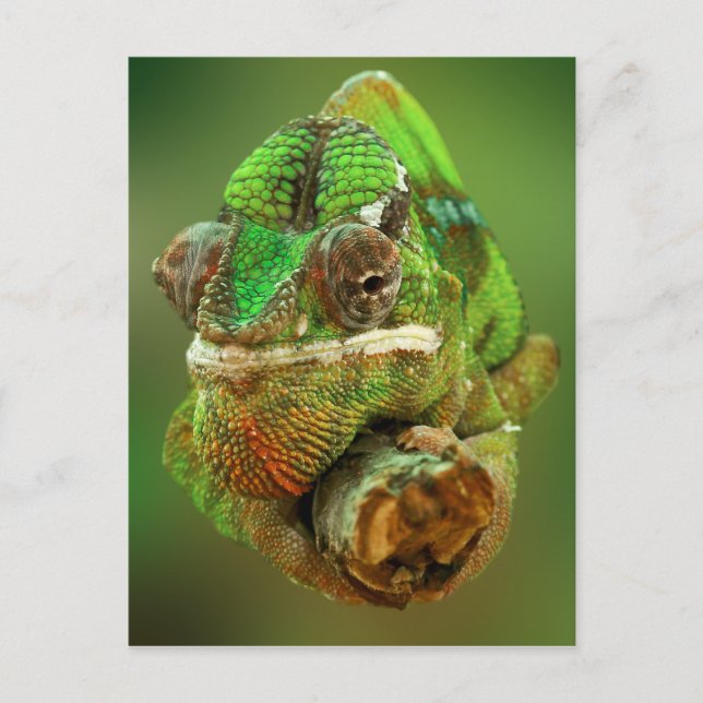 Chameleon Foto Postkarte (Vorderseite)