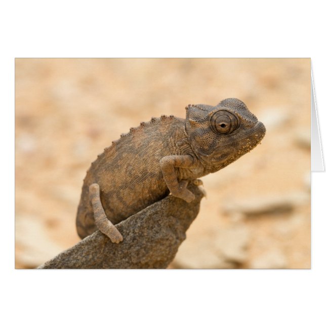 Chameleon in Namibia (Vorderseite (Horizontal))