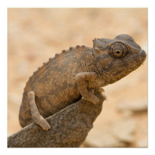 Chameleon in Namibia Poster