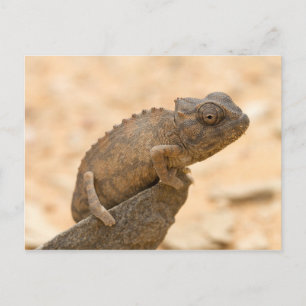 Chameleon in Namibia Postkarte