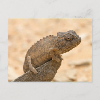 Chameleon in Namibia Postkarte
