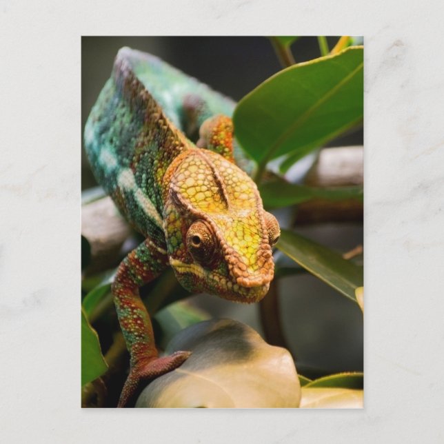 Chameleon kommt voran postkarte (Vorderseite)