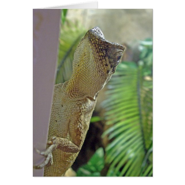 Chameleon peering - Karte (Vorne)