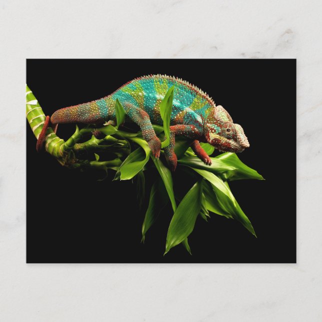 Chameleon Postkarte (Vorderseite)
