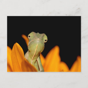 chameleon postkarte