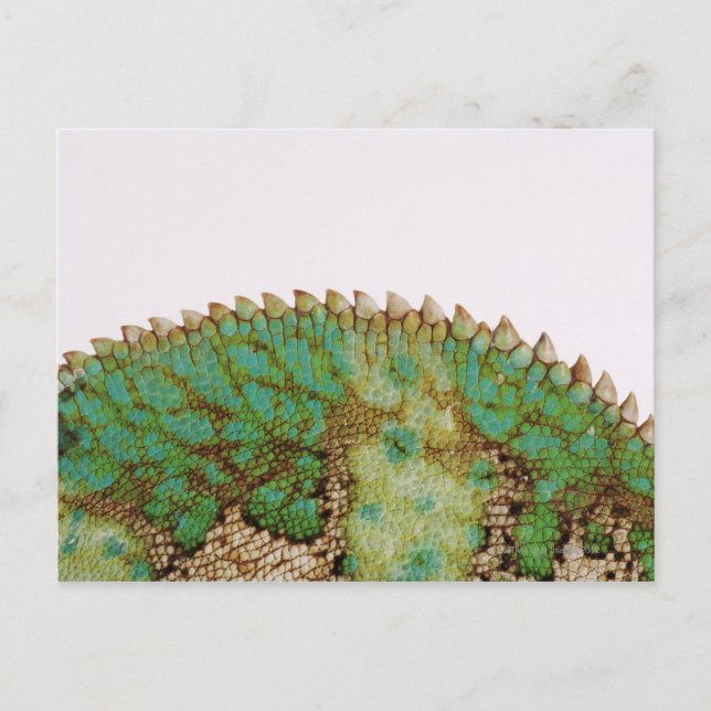 Chameleon Postkarte (Vorderseite)