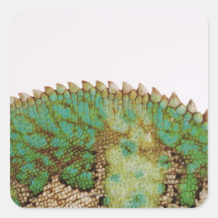 Chameleon Quadratischer Aufkleber