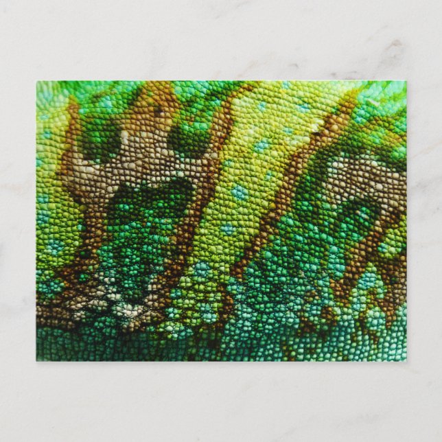 Chameleon Skin Postkarte (Vorderseite)