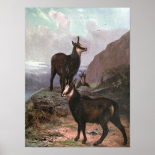 Chamois von CE Swan, Ziegen in den Bergen Poster