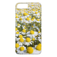 Chamomile Blume nah-up, Ungarn