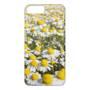 Chamomile Blume nah-up, Ungarn title_seo2