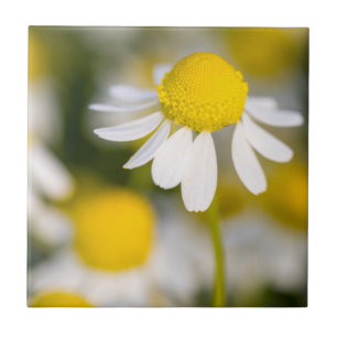 Chamomile Blume nah-up, Ungarn Fliese