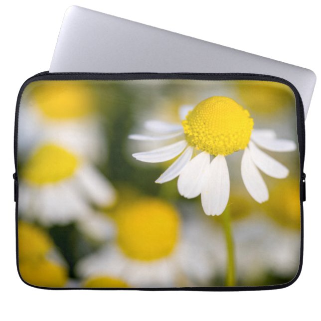 Chamomile Blume nah-up, Ungarn Laptopschutzhülle (Vorderseite)