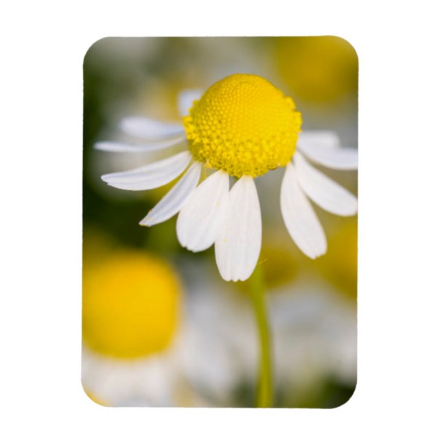Chamomile Blume nah-up, Ungarn Magnet (Vertikal)