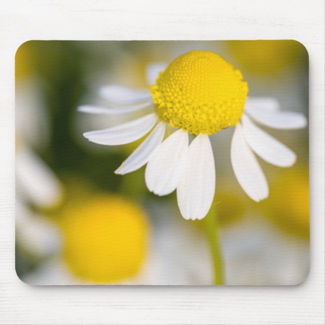Chamomile Blume nah-up, Ungarn Mousepad (Vorne)