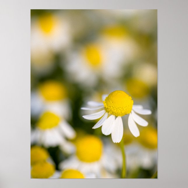 Chamomile Blume nah-up, Ungarn Poster (Vorne)